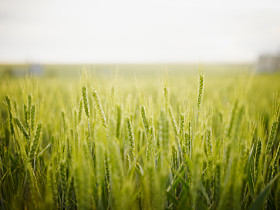 Swiss Newater Agriculture